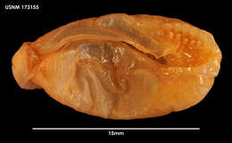 Holophryxus acanthephyrae Stephensen 1913 resmi