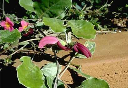 Imagem de Canavalia napaliensis St. John