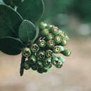 Image of Leather-Leaf Eelvine