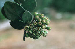 Symphysia racemosa (Vahl) Stearn resmi