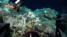 Image of lettuce coral