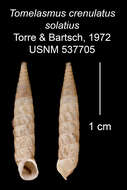 Imagem de Tomelasmus crenulatus solatius C. Torre & Bartsch 1972