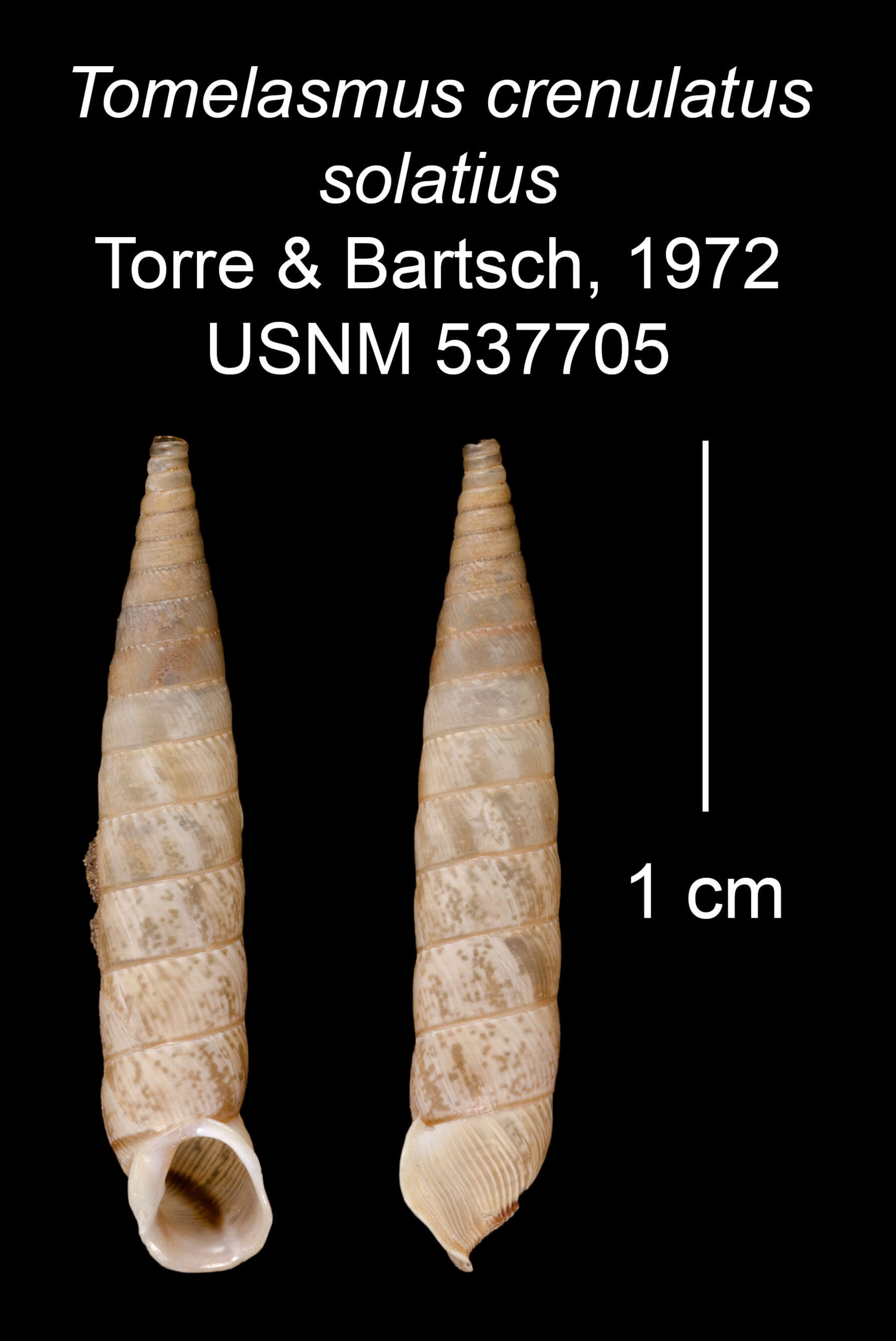 Imagem de Tomelasmus crenulatus solatius C. Torre & Bartsch 1972