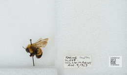 Слика од Bombus affinis Cresson 1864