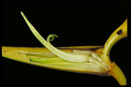 Image de Heliconia lutea W. J. Kress