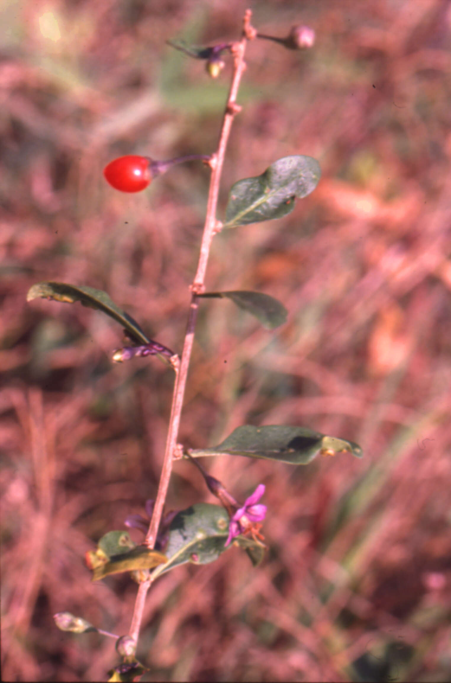 Lycium barbarum L. resmi