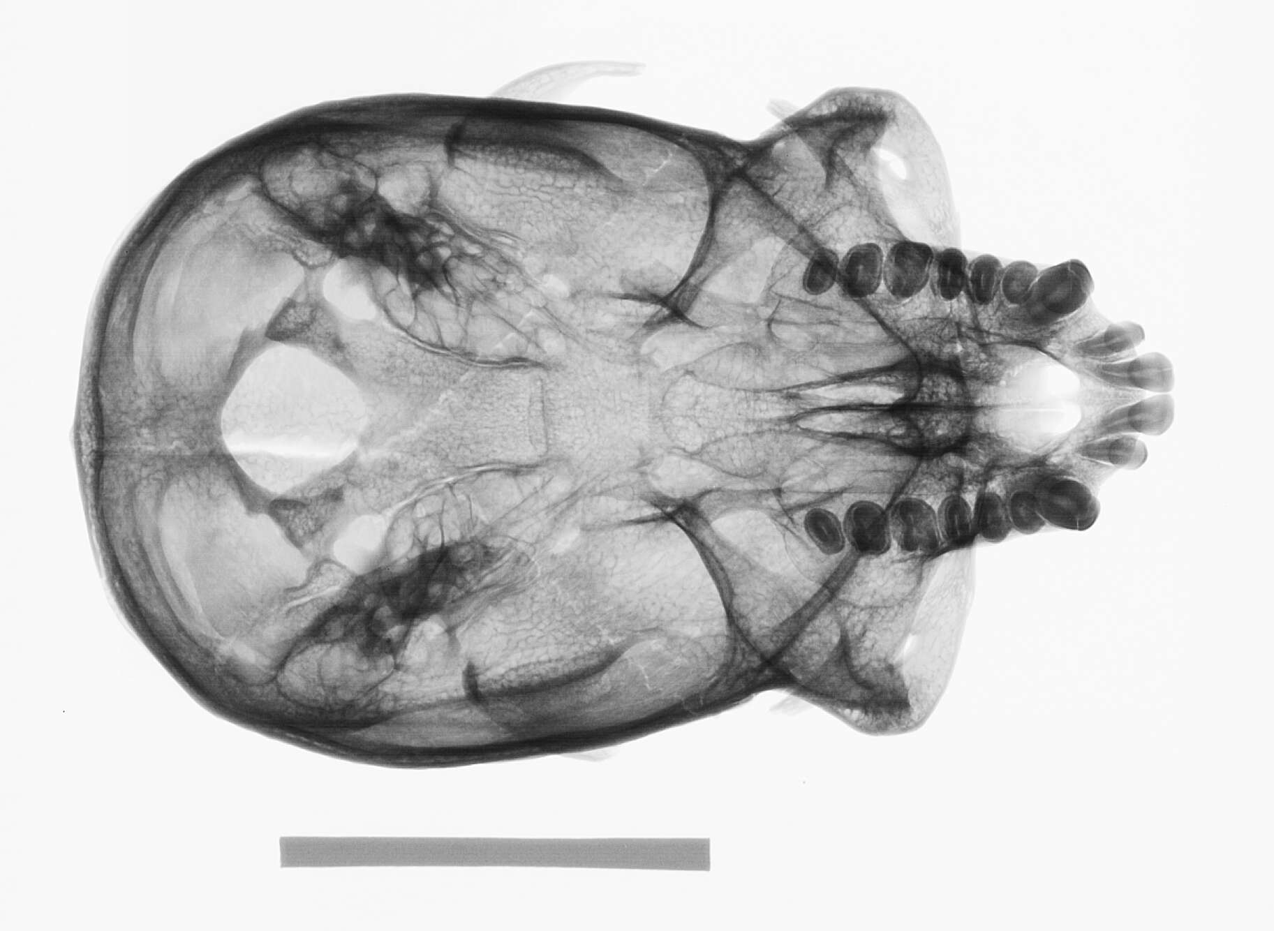 Image of Ateles geoffroyi geoffroyi Kuhl 1820