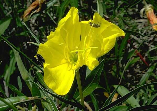 Oenothera macrocarpa subsp. macrocarpa resmi