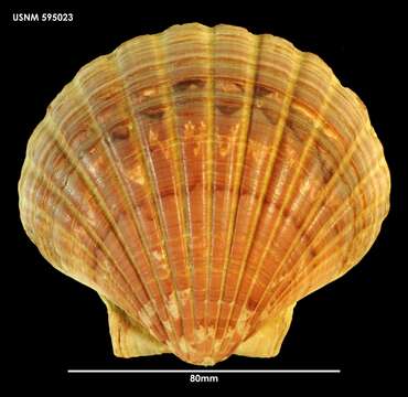 Image of Pecten benedictus Lamarck 1819