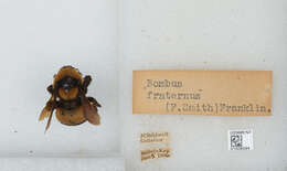 Слика од Bombus fraternus (Smith 1854)