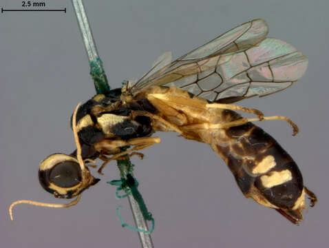 Image of Xiphydria Latreille 1803