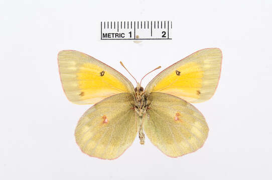 Image of Colias hyperborea Grum-Grshimailo 1899