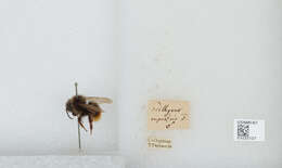 Image of Bombus rufofasciatus Smith 1852