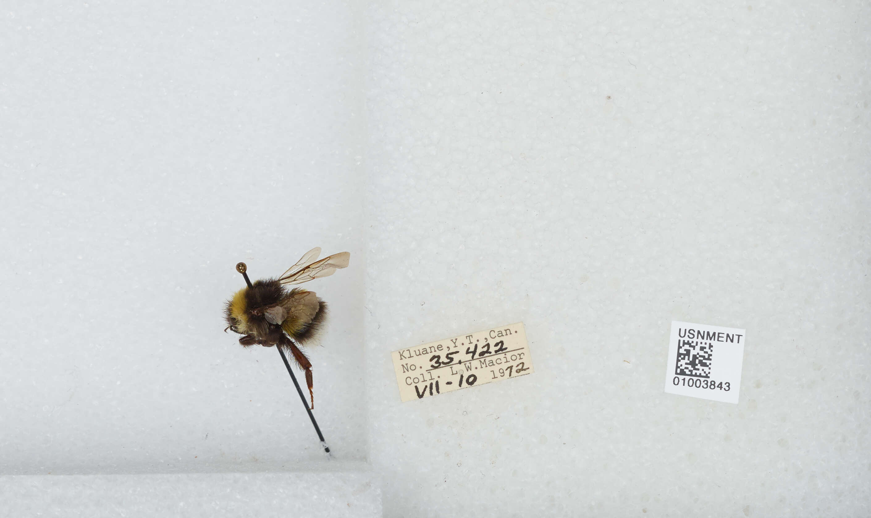 Image of White-tailed bumblebee