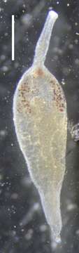 Image of Apolemia rubriversa Siebert, Pugh, Haddock & Dunn 2013