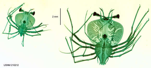 Image of <i>Scyllarus martensii</i>