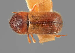 Image of Indocryphalus machili Wood 1988