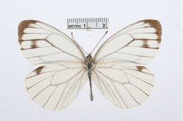 Image of Pieris extensa Poujade 1888