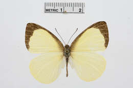 Image of Elodina primularis Butler 1882