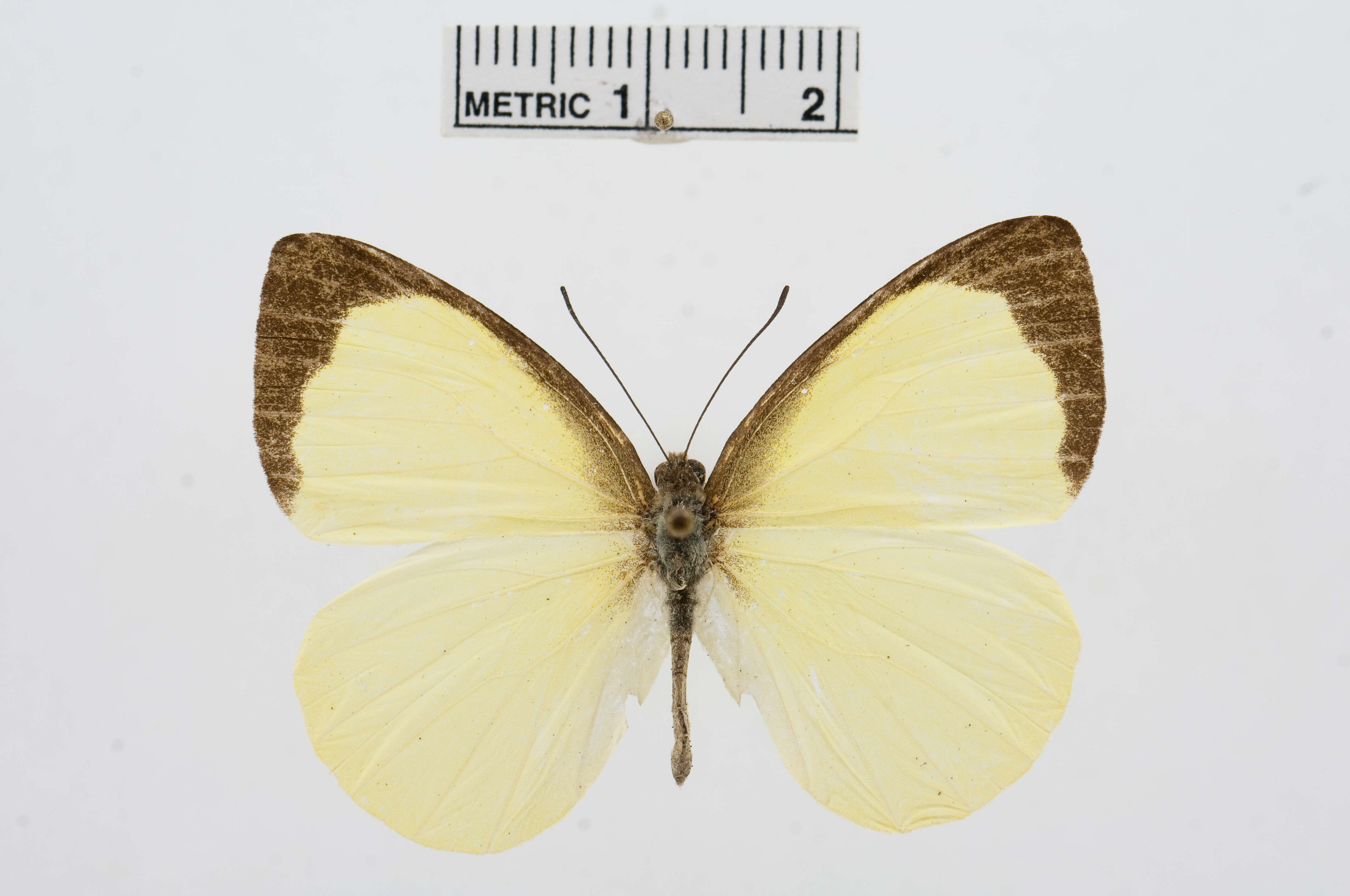 Image of Elodina primularis Butler 1882