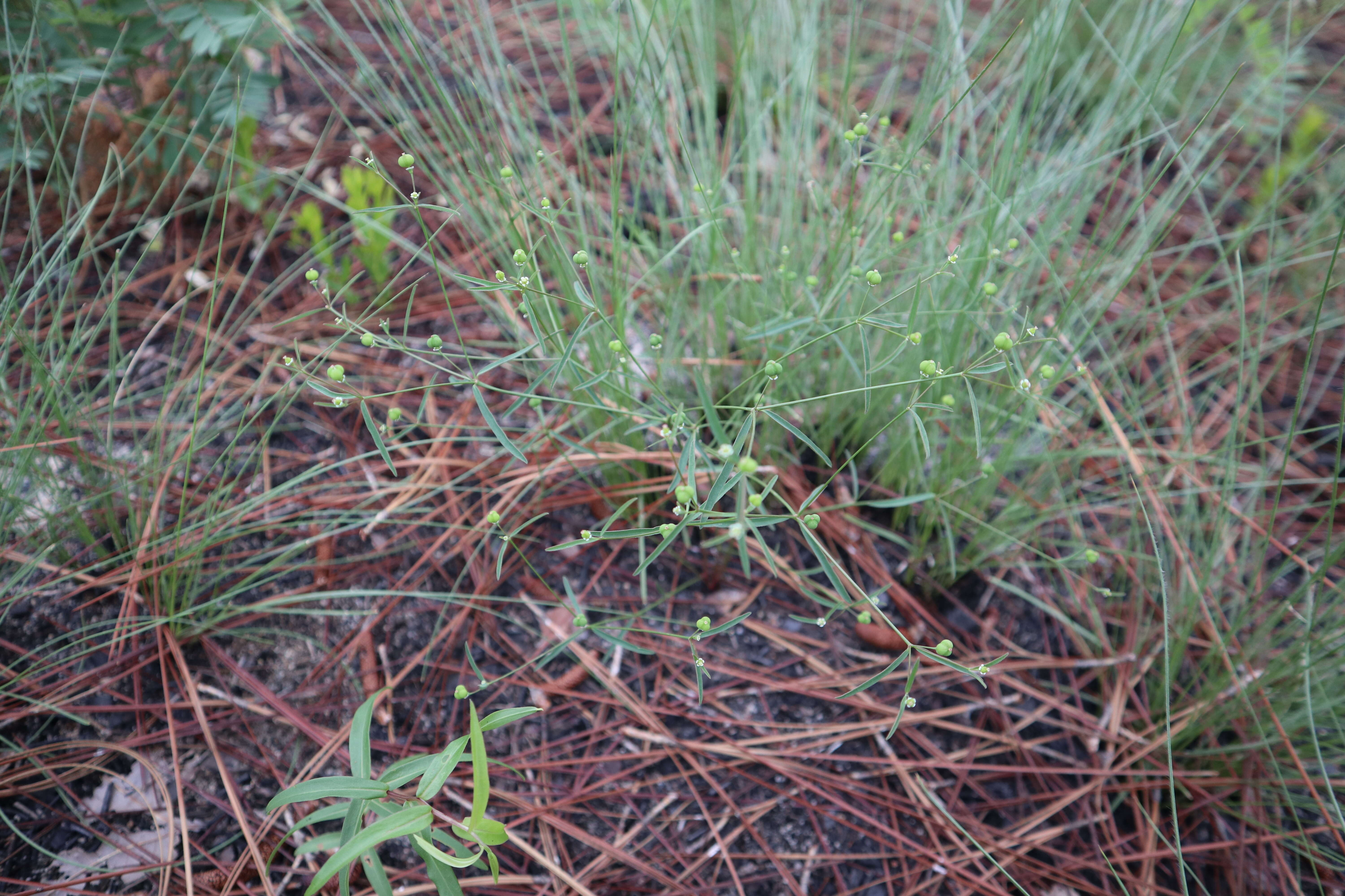 Image of Curtis' Spurge