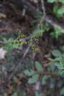 Image of cluster-leaf st.john's wort