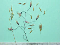 Image de Avenella flexuosa subsp. flexuosa