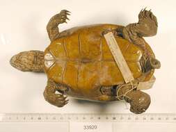 Image of Malaclemys terrapin littoralis (Hay 1904)