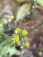 Image of Oriental false hawksbeard