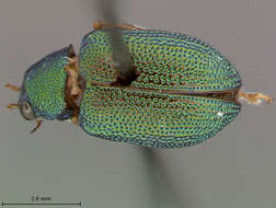 صورة Colaspis Fabricius 1801