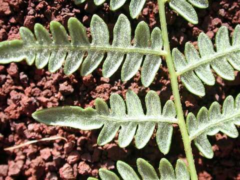 Image of decomposition brackenfern