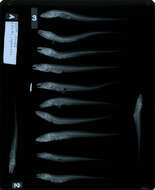 Image of Longlimb eelpout