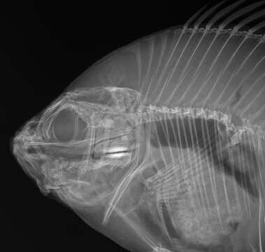 Image of Redear Sunfish