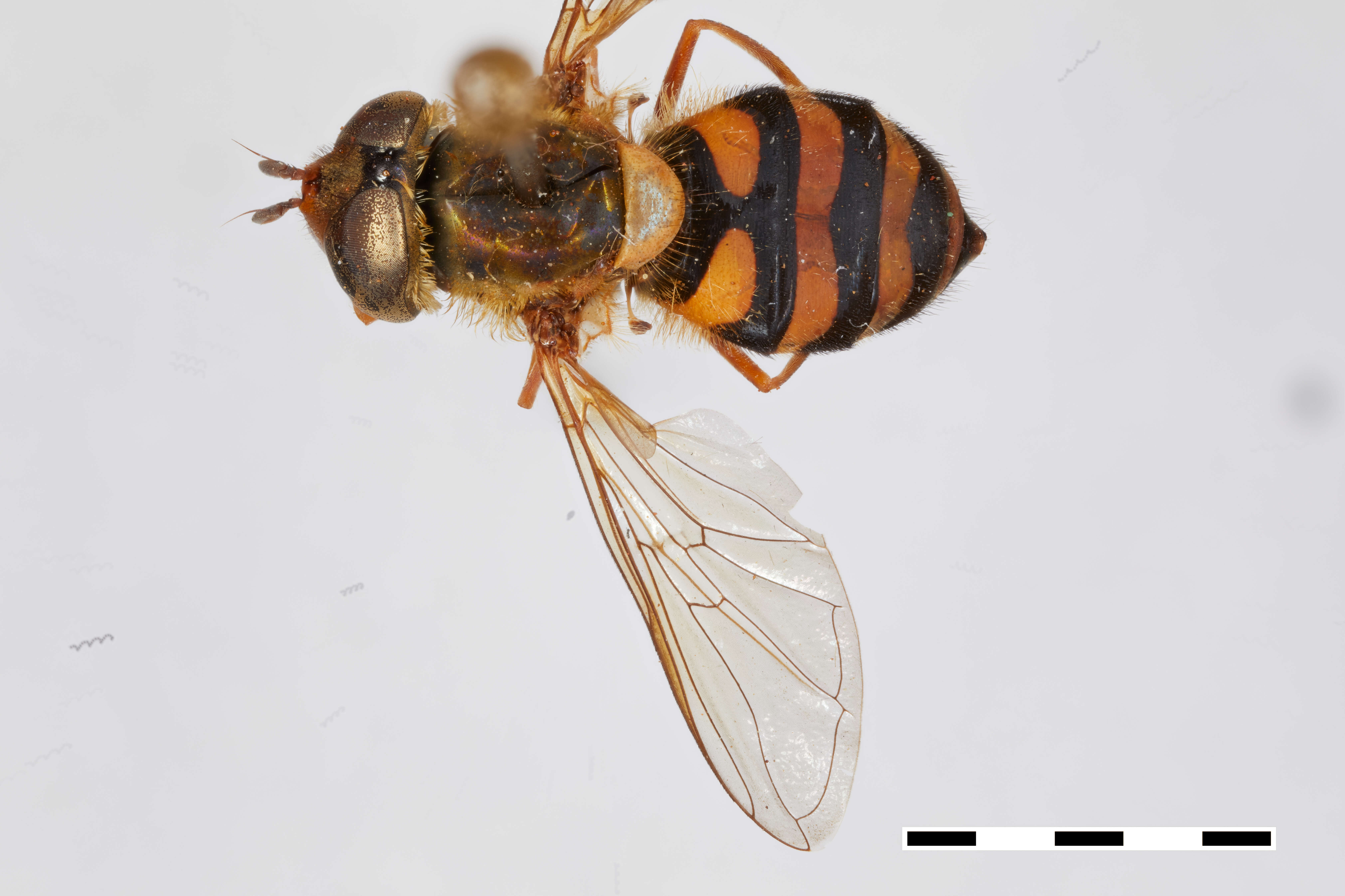 Image of Syrphus howletti Ghorpade 1994