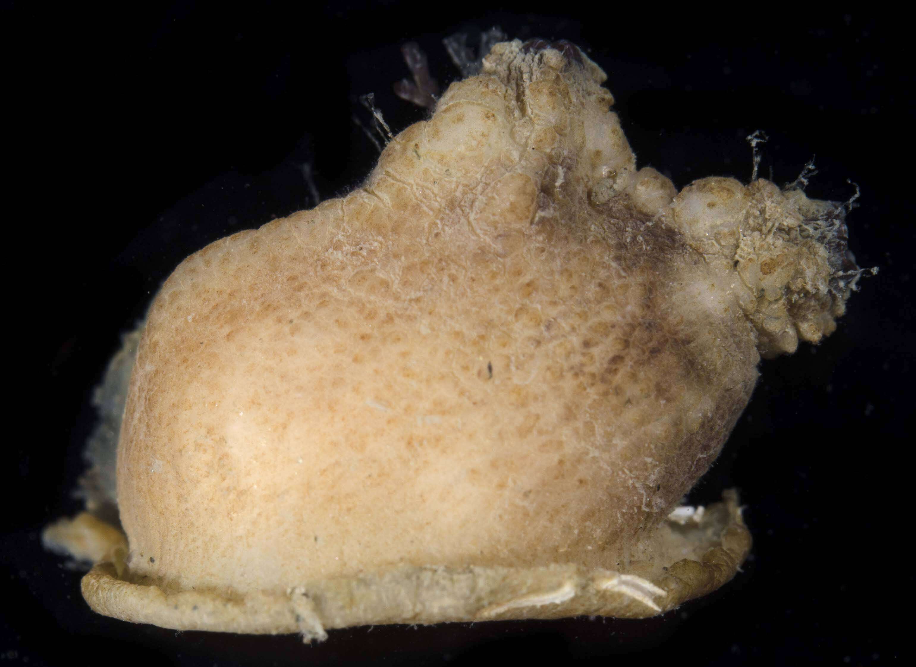 Image of Rough sea squirt