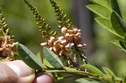 Imagem de Indigofera suffruticosa Mill.