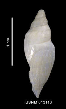 Image of Antarctospira badenpowelli (Dell 1990)