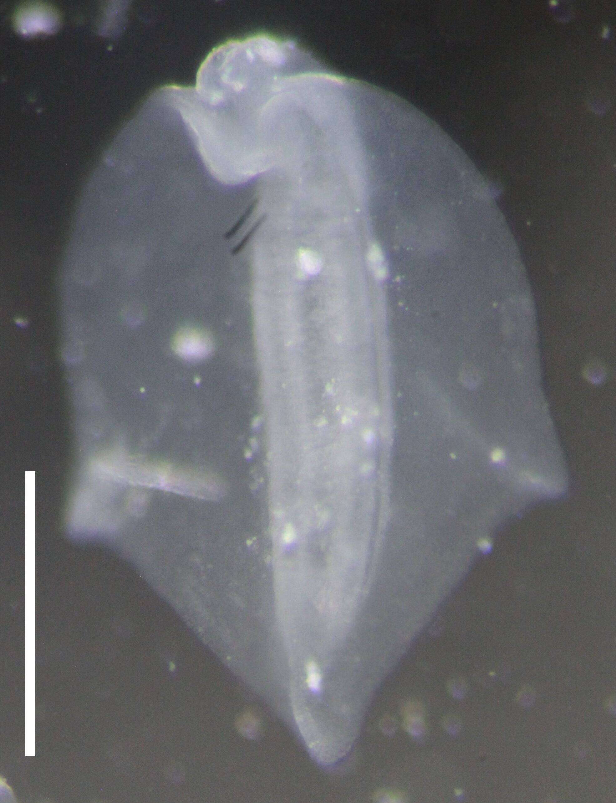 Image de Agalma elegans (Sars 1846)