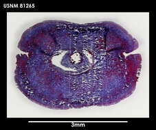 Image of Lineus longifissus