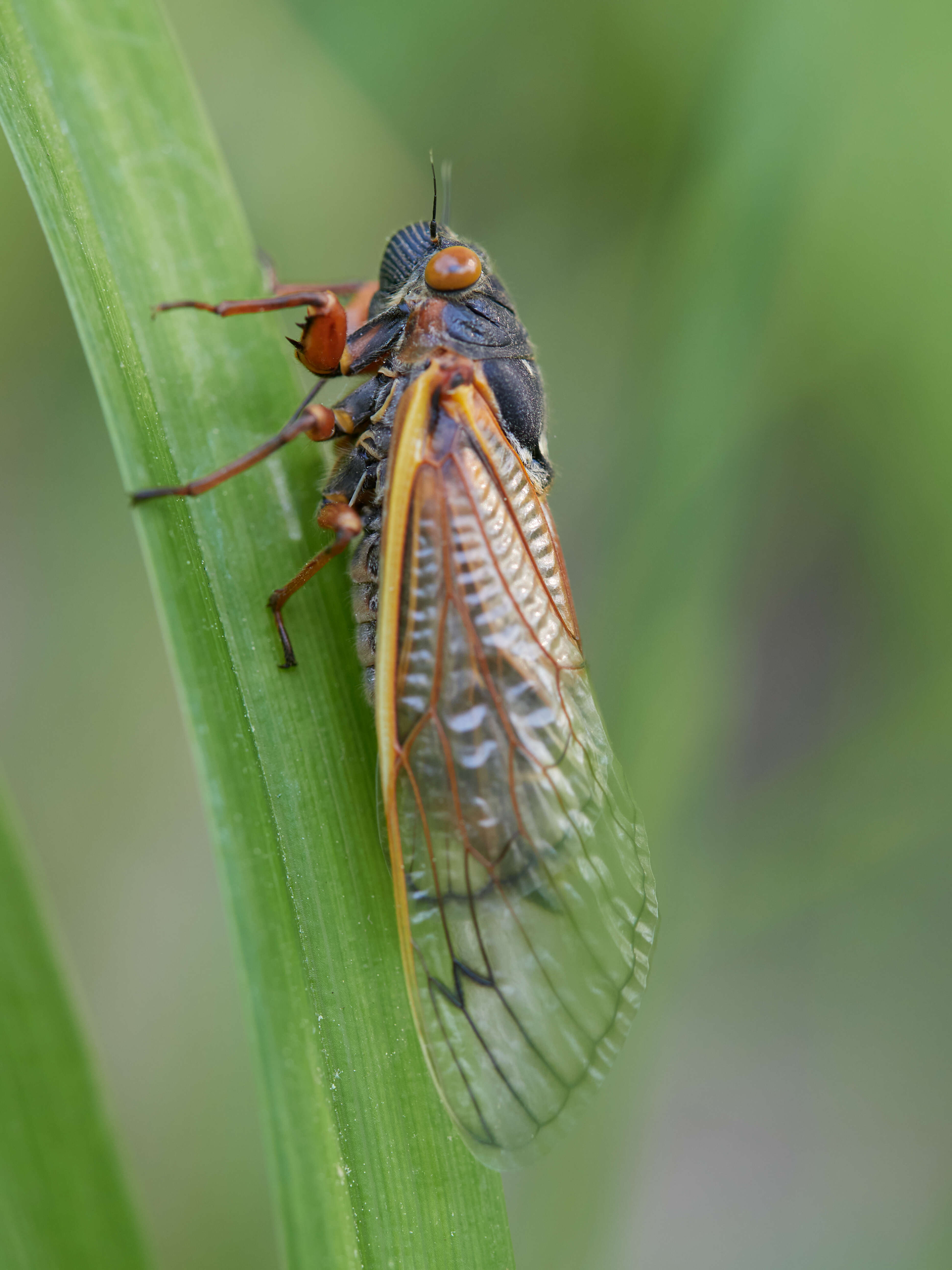 Image de Magicicada septendecim (Linnaeus 1758)