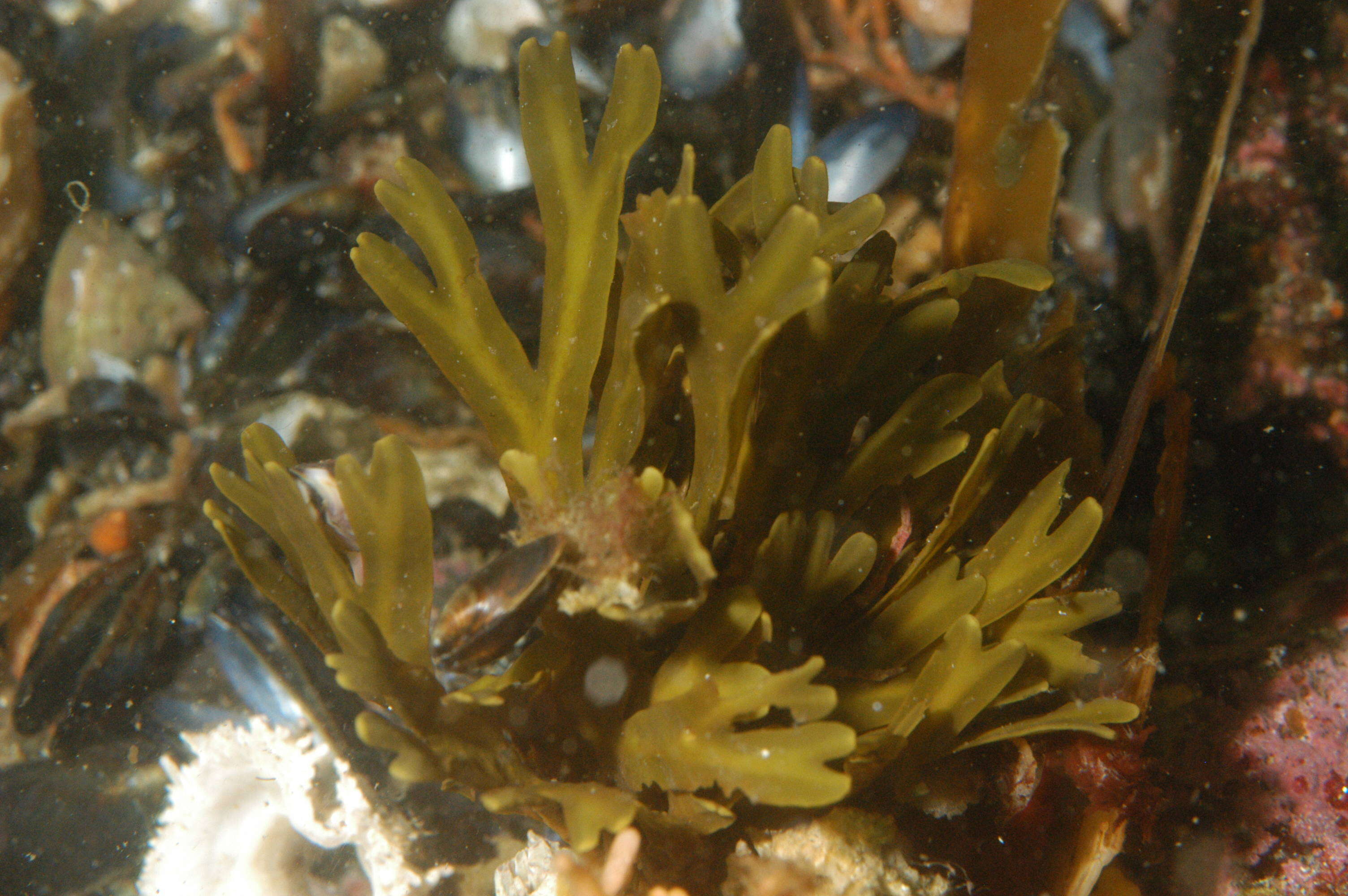 Image of Phaeophyceae