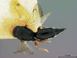 Image de Eurytomidae