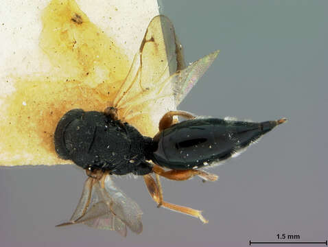 Image of Eurytomidae