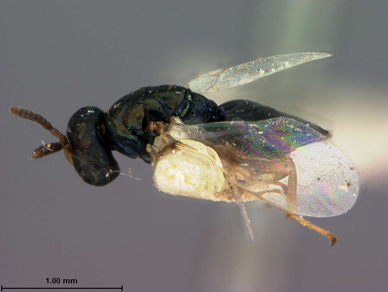 Image of Parasitoid wasp