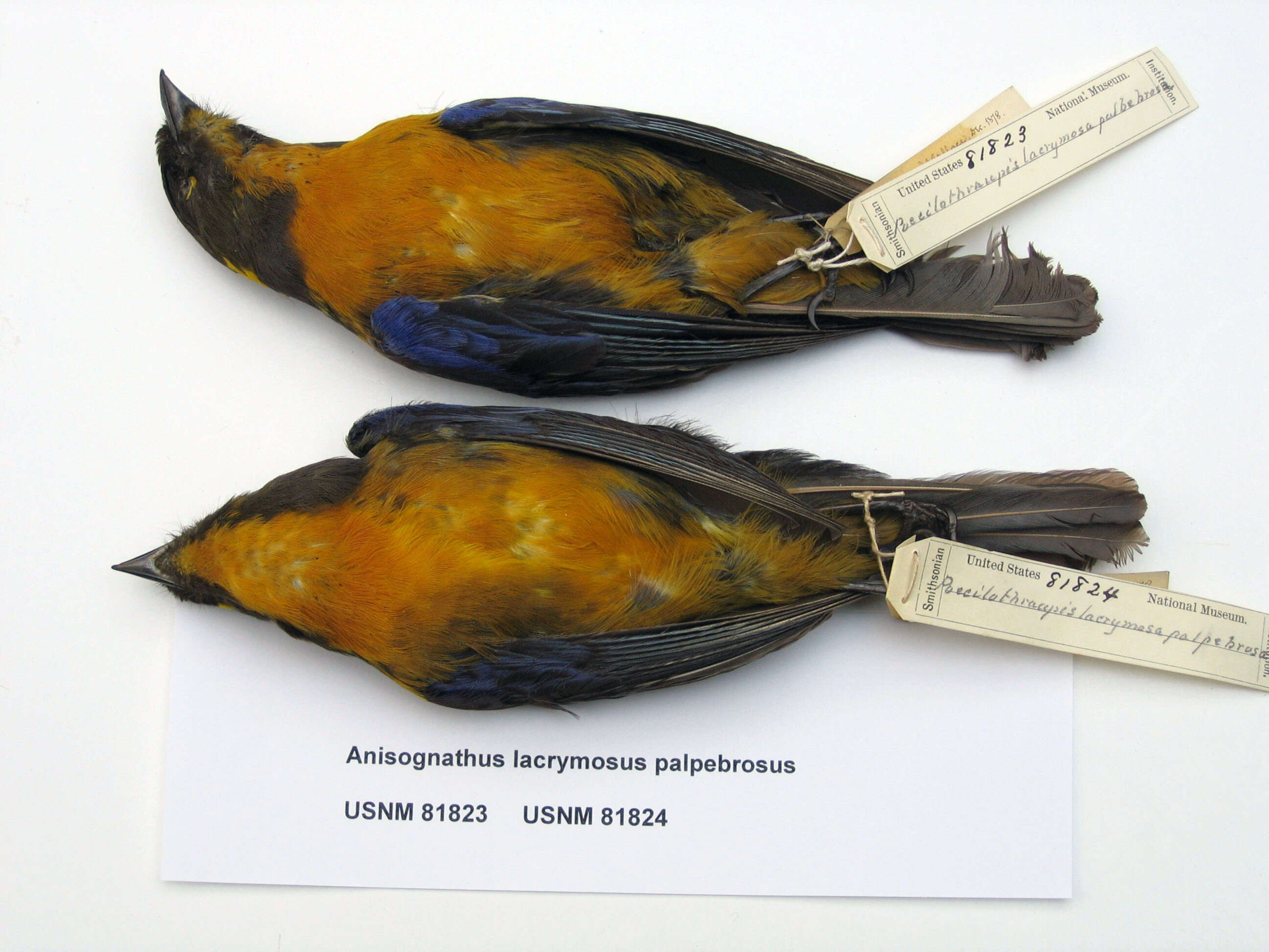 Image of Anisognathus lacrymosus palpebrosus (Lafresnaye 1847)