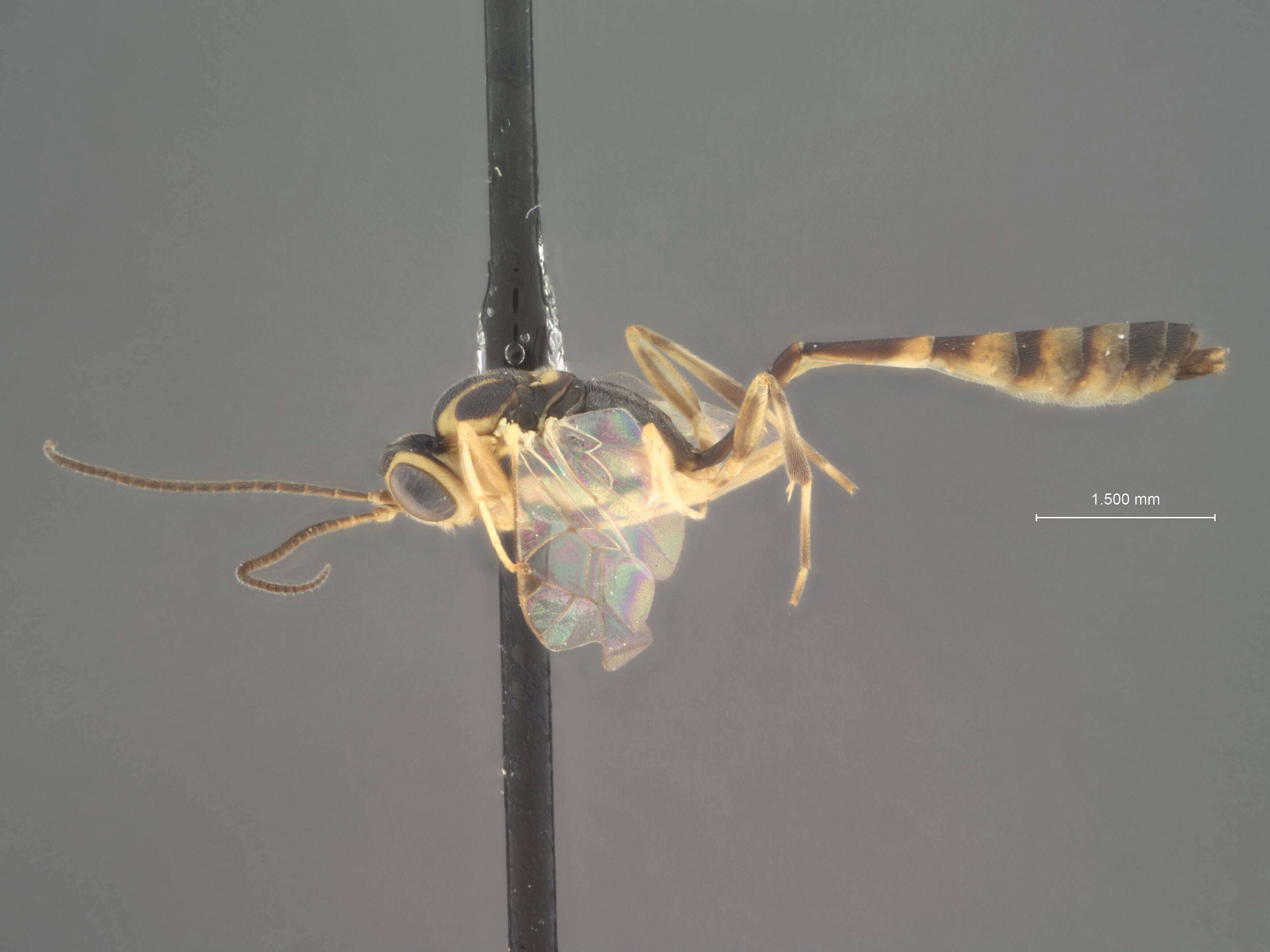 Image of Temelucha pholisorae Dasch 1979