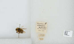 Image de Bombus sitkensis Nylander 1848