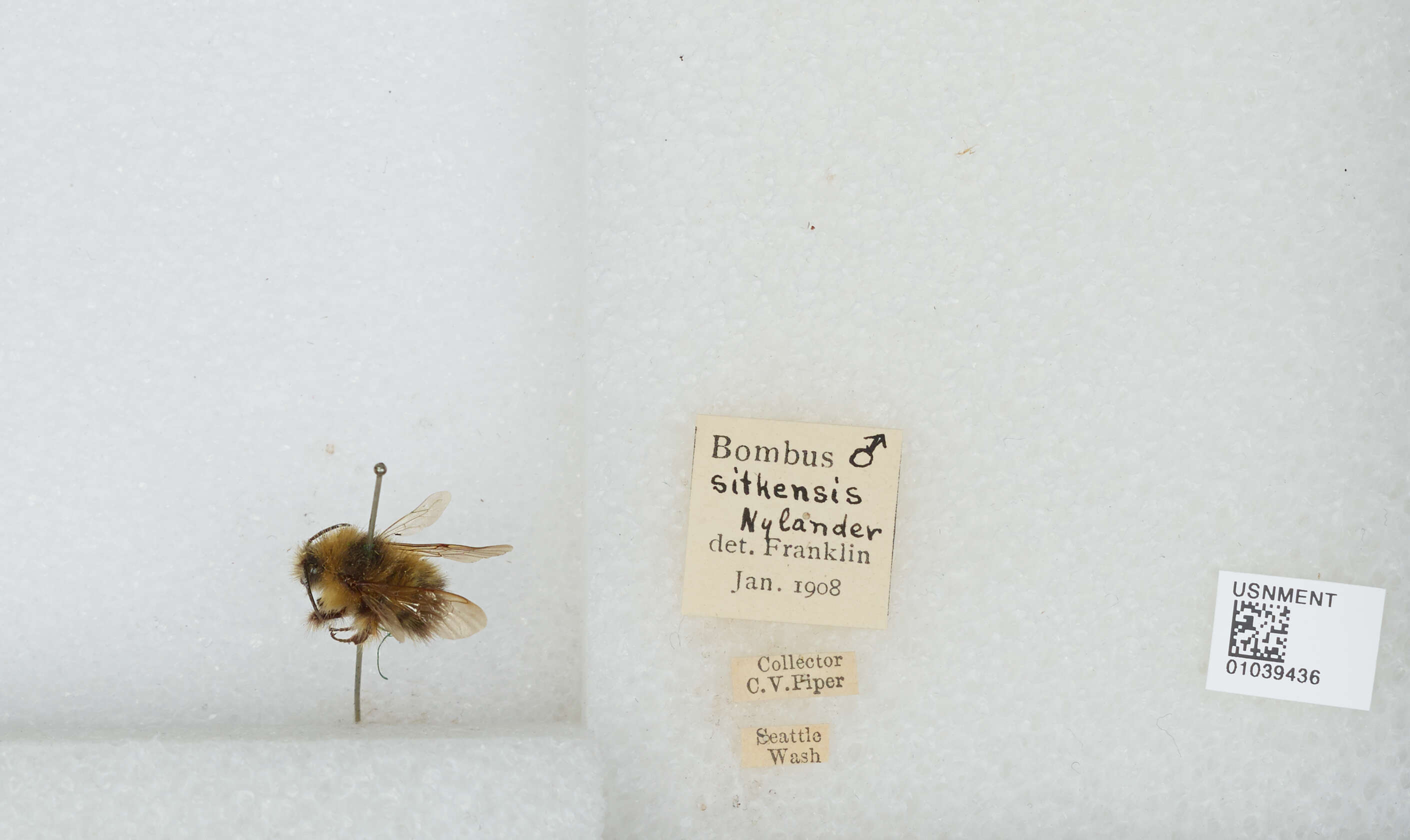 Image de Bombus sitkensis Nylander 1848