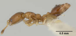 Image of Xenomyrmex stollii Forel 1885