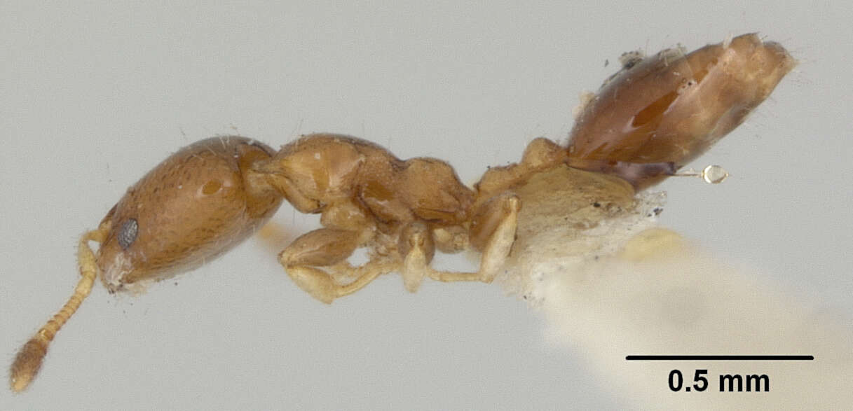 Image of Xenomyrmex stollii Forel 1885